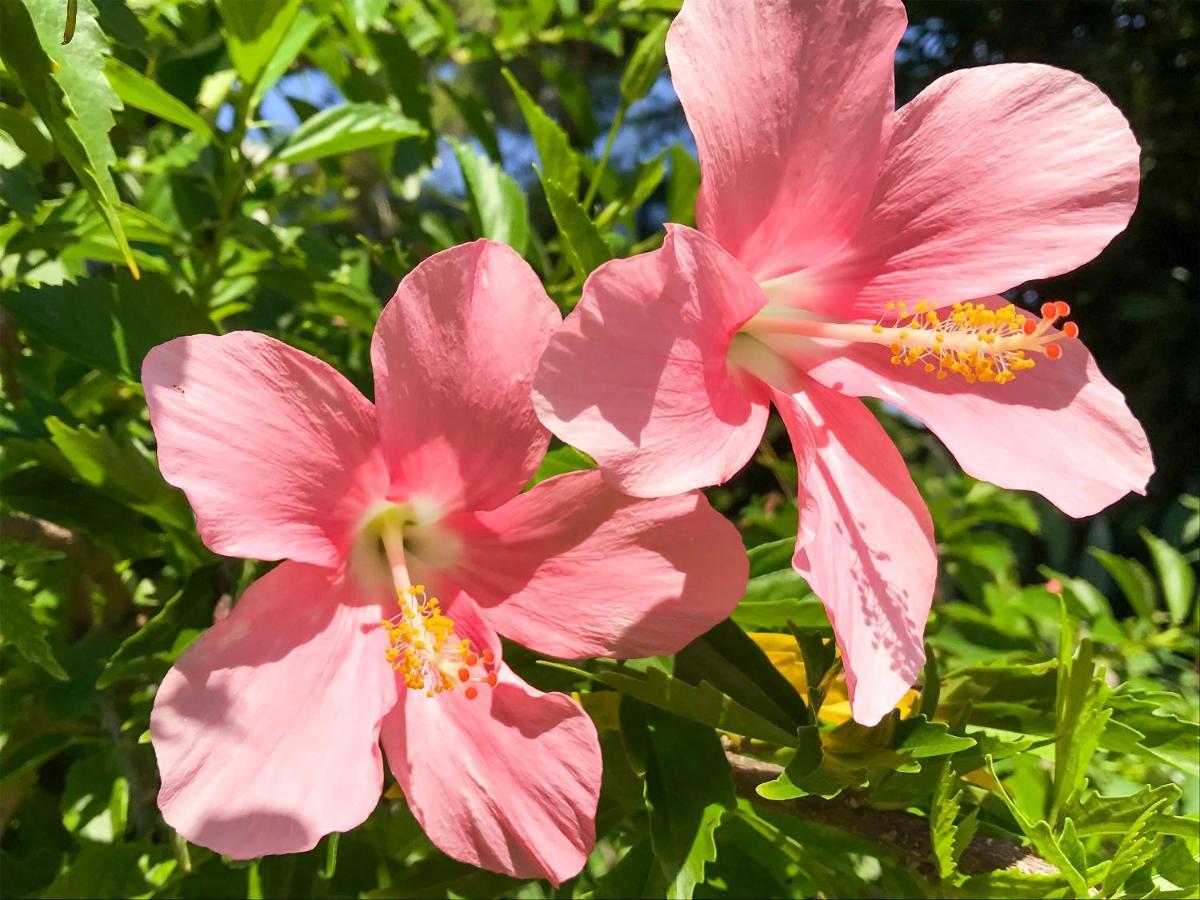 Minshuku Irayoi Hotel Ishigaki  Eksteriør billede