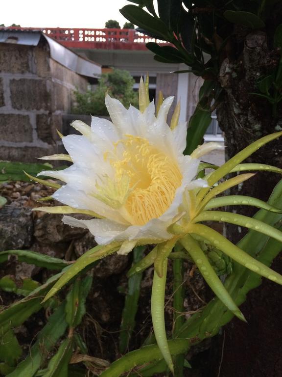 Minshuku Irayoi Hotel Ishigaki  Eksteriør billede