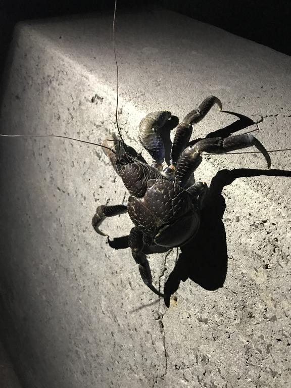 Minshuku Irayoi Hotel Ishigaki  Eksteriør billede